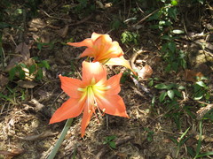 Hippeastrum