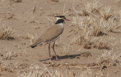 Vanellus tectus