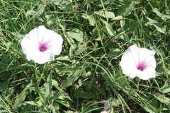 Ipomoea shumardiana