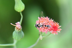 Dioprosopa clavata