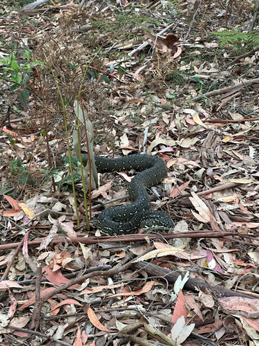 Diamond Python sighting