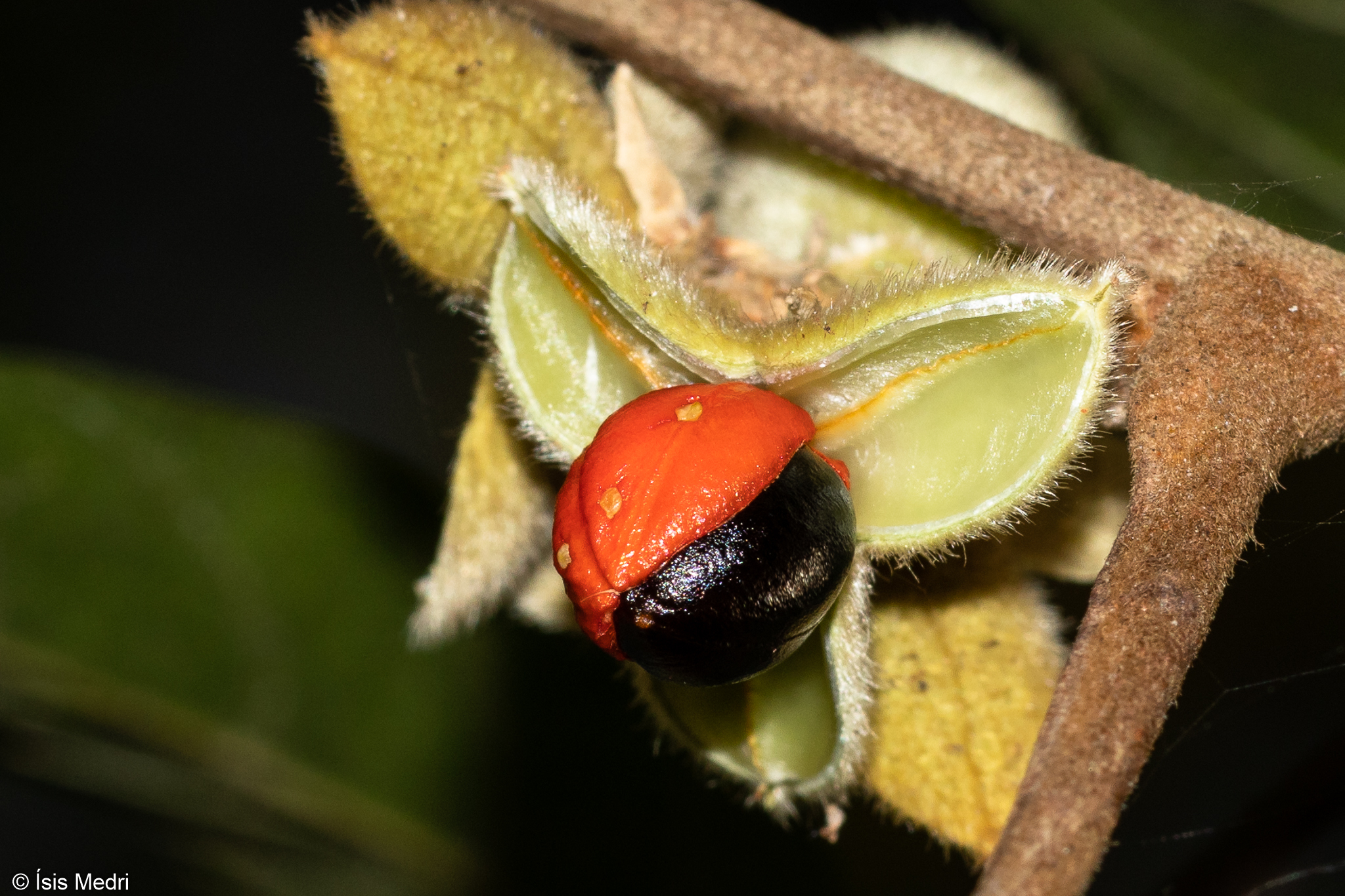 Trichilia pallida