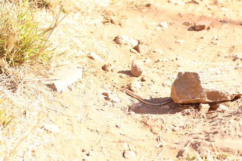 Ringed Brown Snake