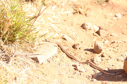 Ringed Brown Snake