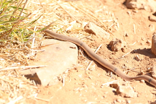 Ringed Brown Snake