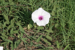 Ipomoea shumardiana
