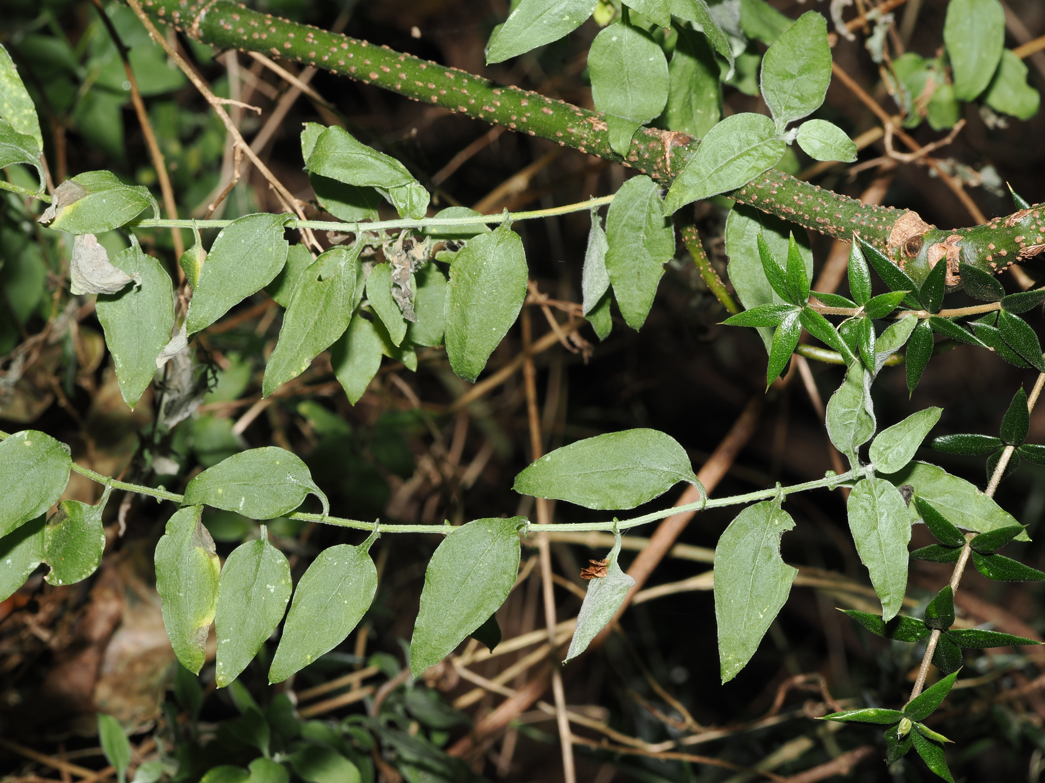Ozothamnus bidwillii