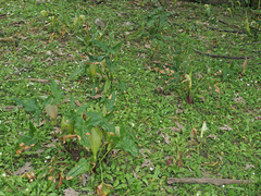 Arum concinnatum