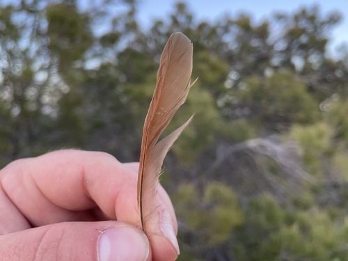 Plume de Rossignol philomèle
