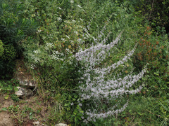 Petromarula pinnata