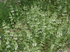 Stachys spinulosa