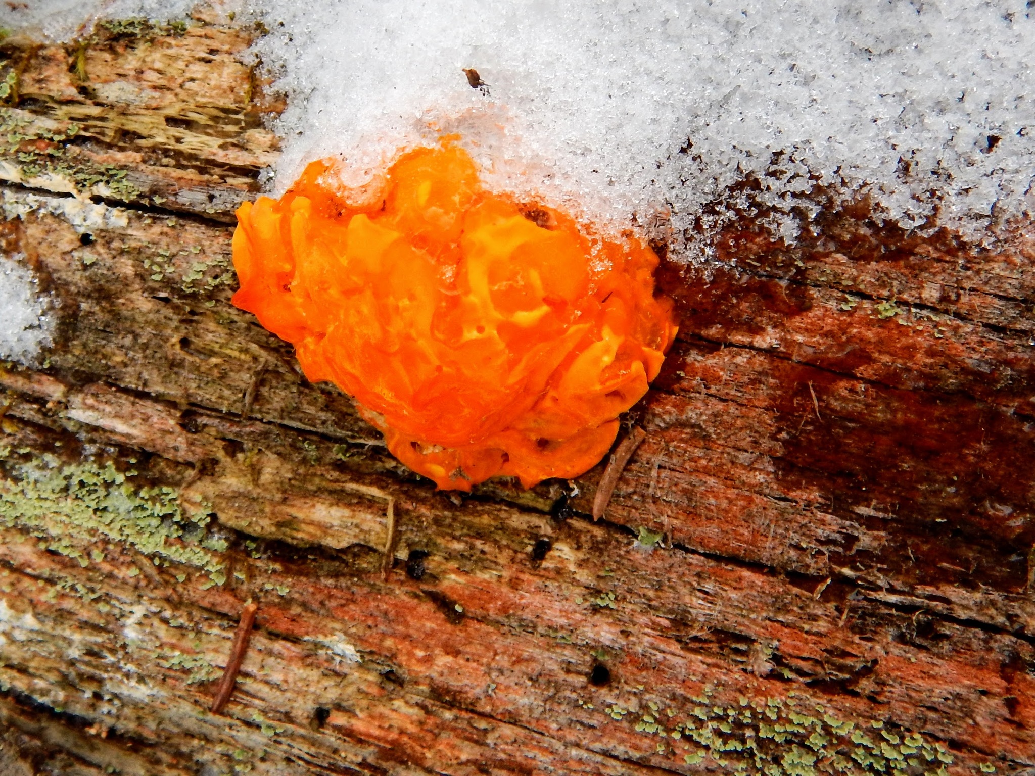 Dacrymyces chrysospermus image