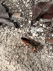 Sphex jamaicensis