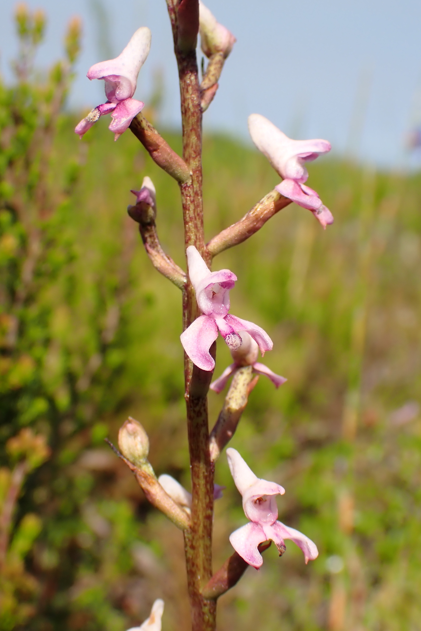 Pure Wolfsbane Disa (Disa aconitoides)
