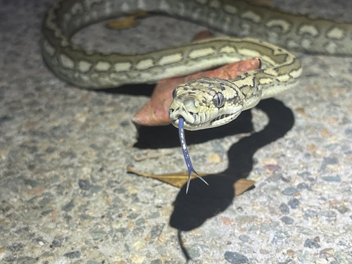 Coastal Carpet Python sighting