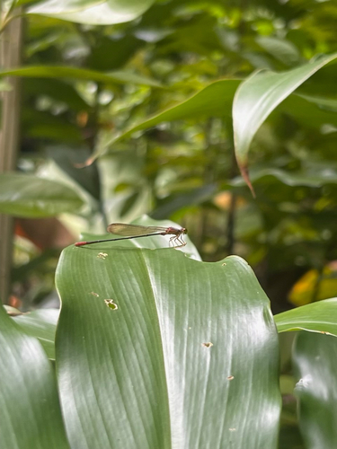 Megalagrion nigrohamatum observed 2025-10-20