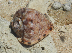 Cassis tuberosa