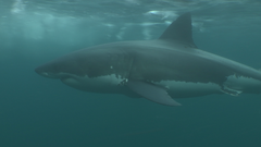 Carcharodon carcharias