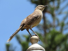 Mimus saturninus