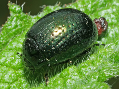 Chrysolina cretica