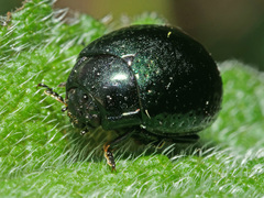 Chrysolina cretica