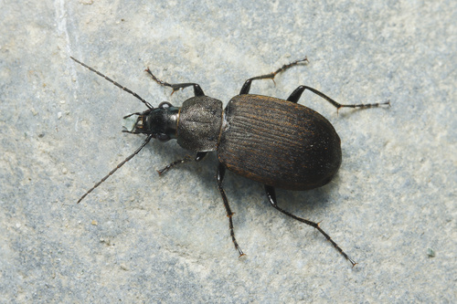 Chlaenius tristis (Schaller, 1783)