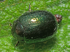 Chrysolina cretica