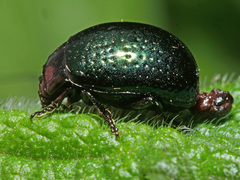 Chrysolina cretica