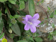 Campanula tubulosa