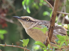 Mimus saturninus