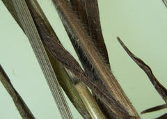 Bromus