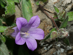 Campanula tubulosa