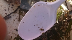 Corixoidea