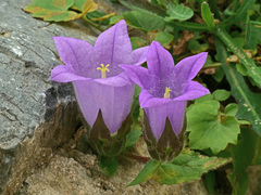 Campanula tubulosa