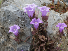 Campanula tubulosa