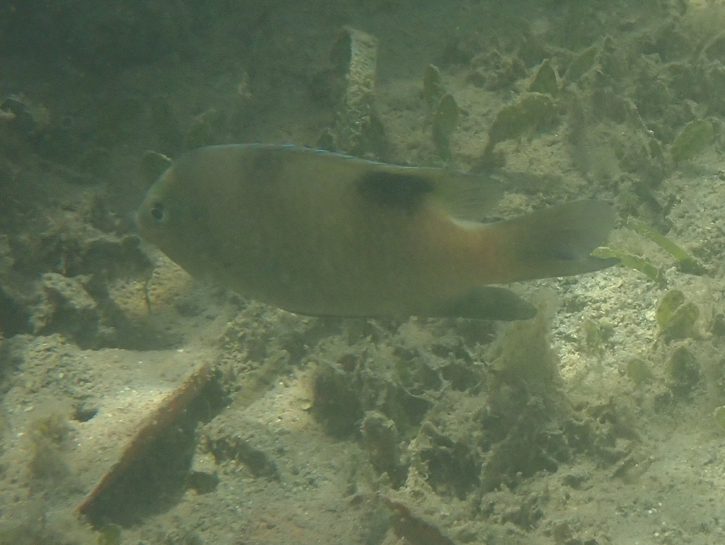 Two-barred Puller