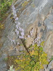 Petromarula pinnata
