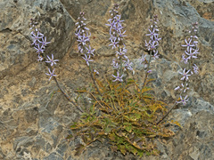 Petromarula pinnata