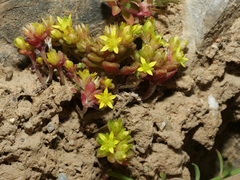 Sedum litoreum