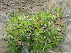 Staehelina petiolata