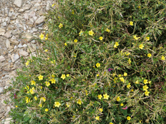 Lysimachia serpyllifolia