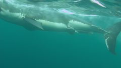 Carcharodon carcharias