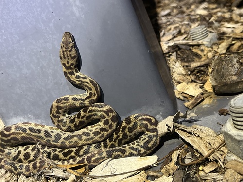 Spotted Python sighting