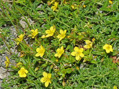 Lysimachia serpyllifolia