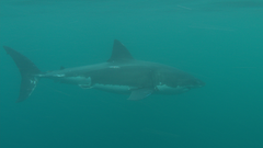 Carcharodon carcharias