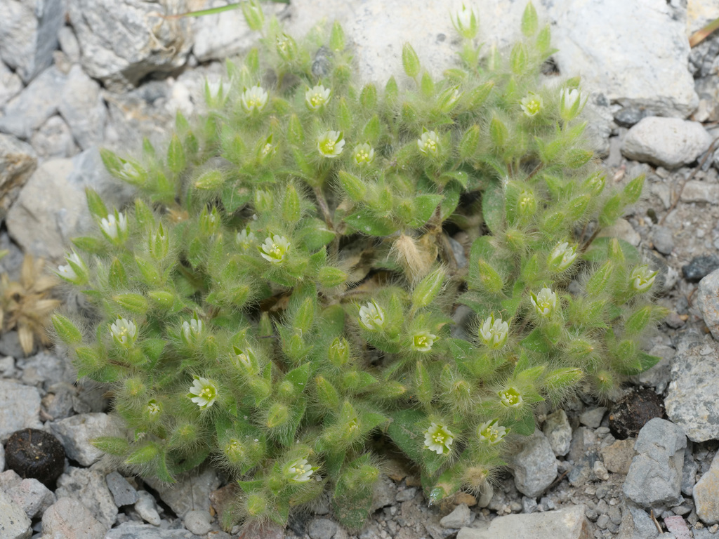 Woolly Mouse-ear
