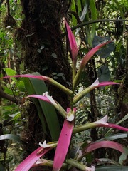 Guzmania wittmackii