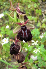 Ophrys sphegodes spruneri