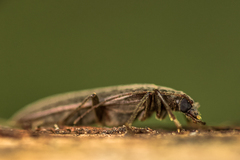 Calopus serraticornis