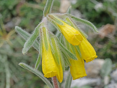 Onosma erecta erecta